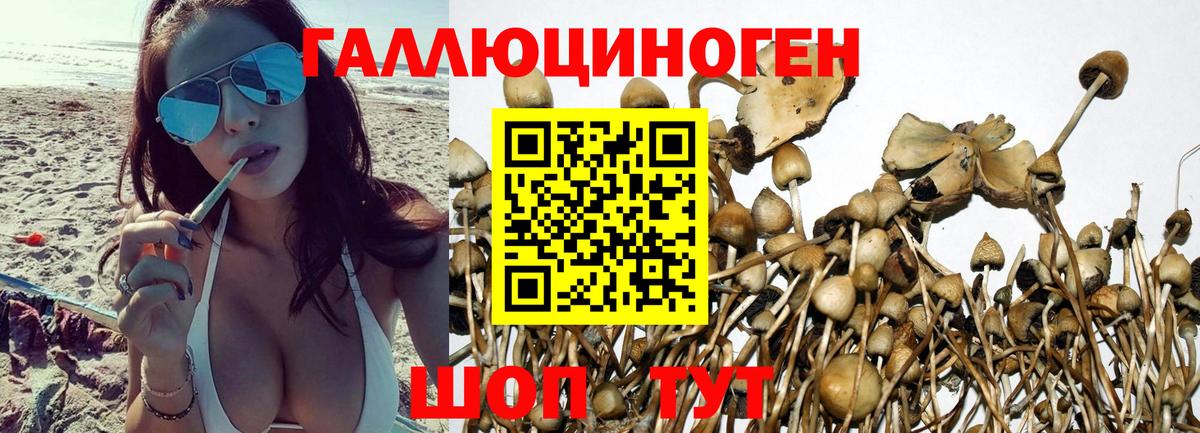 Галлюциногенные грибы Psilocybe Назарово